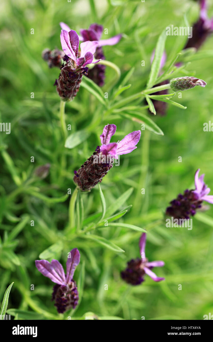 Bild der schönen Lavendel im Sommergarten Stockfoto