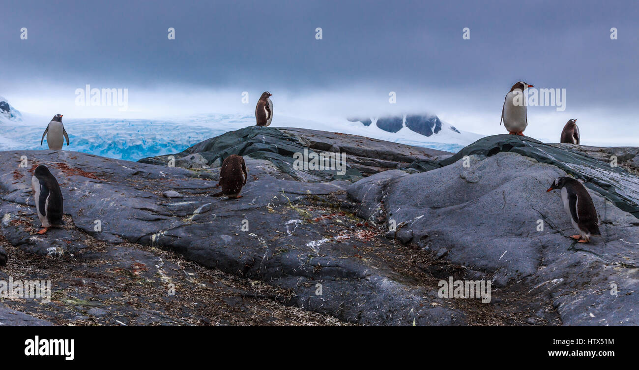 Gentoo Pinguine Kolonie Mitglieder stehen auf den Felsen mit Berge und Gletscher im Hintergrund bei Peterman Island, Antarktis Stockfoto