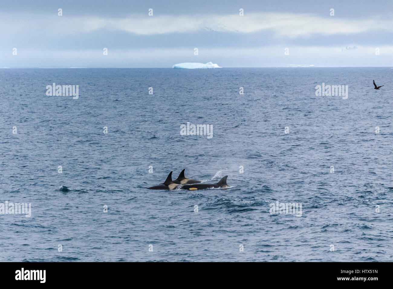 Gruppe von Orca-Jagd in antarktischen Gewässern, Antarktis Stockfoto