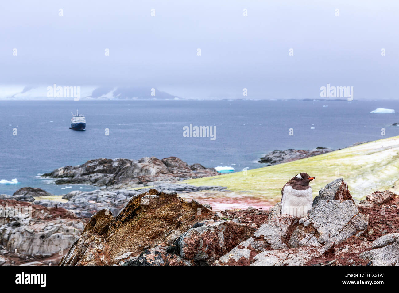 Gentoo Penguin Küken Stitting auf den Felsen mit Kreuzfahrtschiff und Eisberge im Hintergrund bei Peterman Island, Antarktis Stockfoto