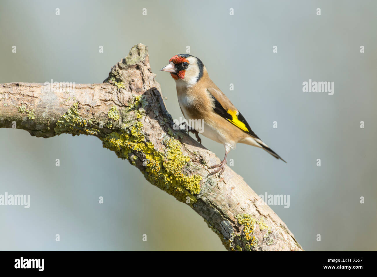 Stieglitz (Zuchtjahr Zuchtjahr) thront auf einem Ast Stockfoto