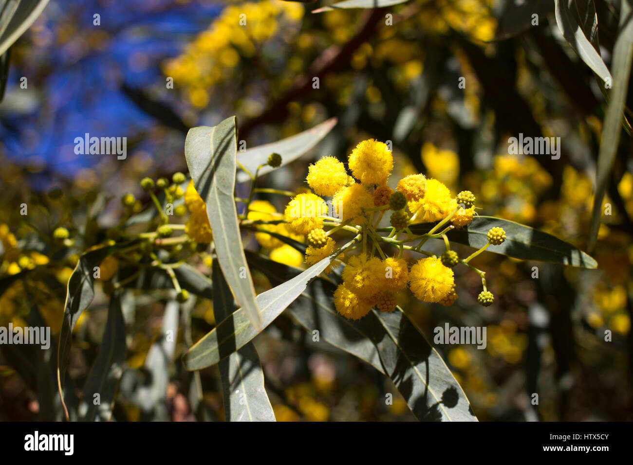 Gelbe Kugel Mimosen Blüten. Frau s am 8. März Stockfoto