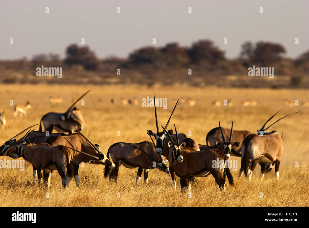 Gemsbock Herde auf die rollenden Savanah Central Kalahari Nationalpark, Botswana Stockfoto