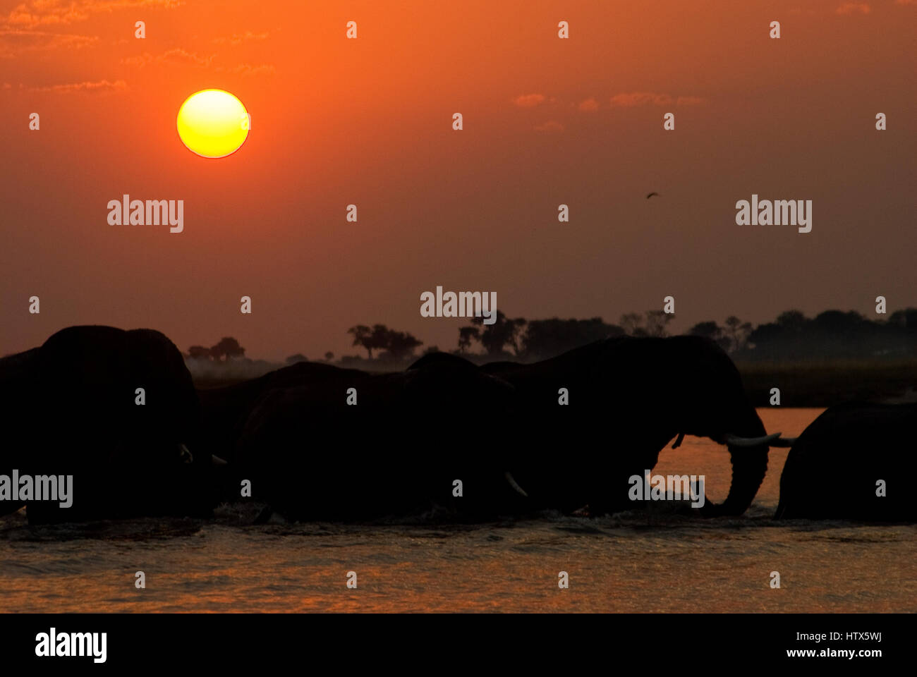 Elefanten überqueren einen Fluss bei Sonnenuntergang vom sunset-Cruise Boot fahren, Chobe Fluss Chobe Nationalpark, Botswana Stockfoto