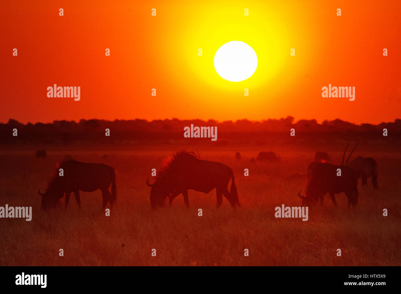 Gnus Weiden bei Sonnenuntergang, Deception Valley Central Kalahari Nationalpark, Botswana Stockfoto