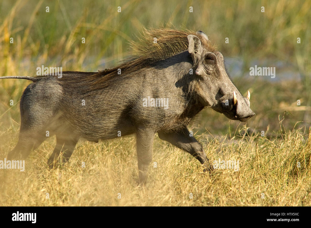 Warzenschwein auf Deception Valley, Central Kalahari Nationalpark, Botswana Stockfoto