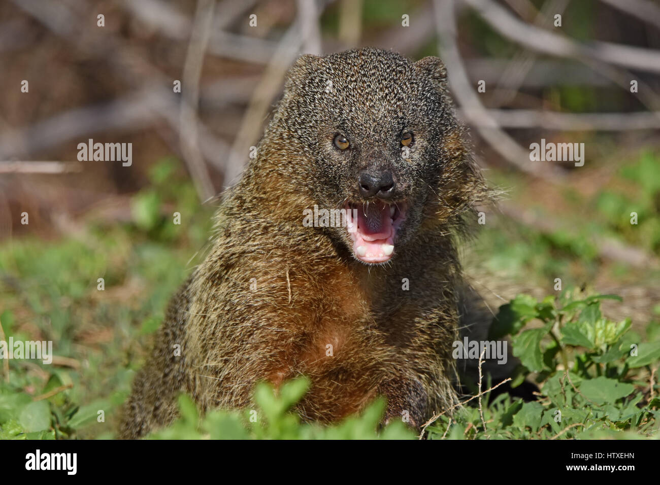 Ägyptischer Mongoose offenem Mund Stockfoto