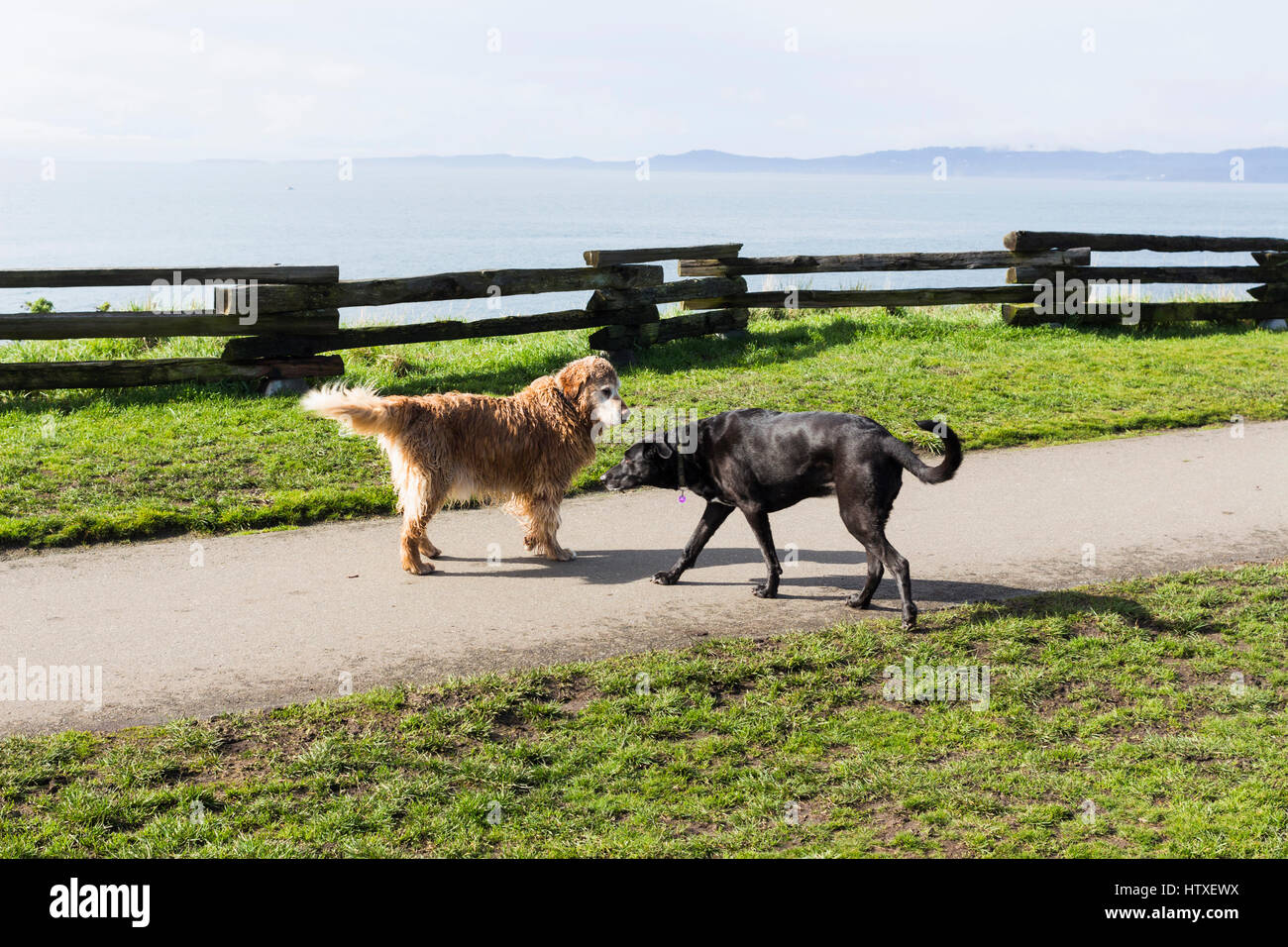 Hunde am Weg.  Victoria, BC, Kanada Stockfoto
