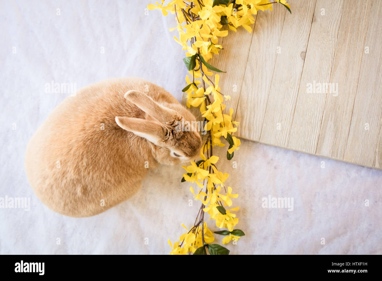 Osterhase mit bunten Eiern und weichen weißen Hintergrund Stockfoto