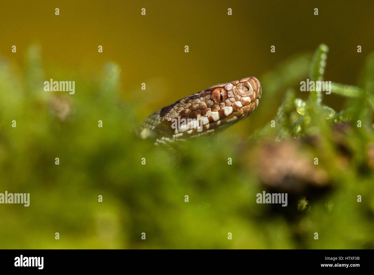 Kreuzotter (Vipera Berus) Stockfoto