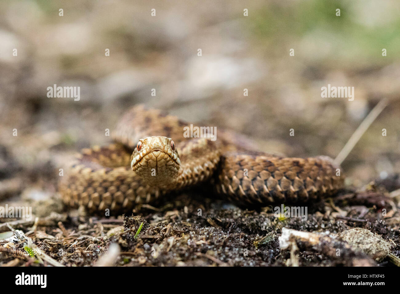 Kreuzotter (Vipera Berus) Stockfoto