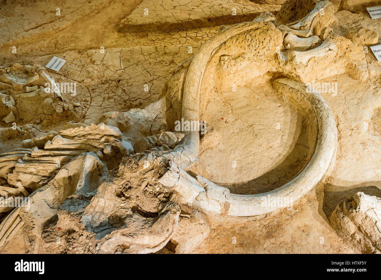 Männliche kolumbianischen Mammut fossilen bei Waco Mammoth National Monument in Waco, Texas, USA. Stockfoto