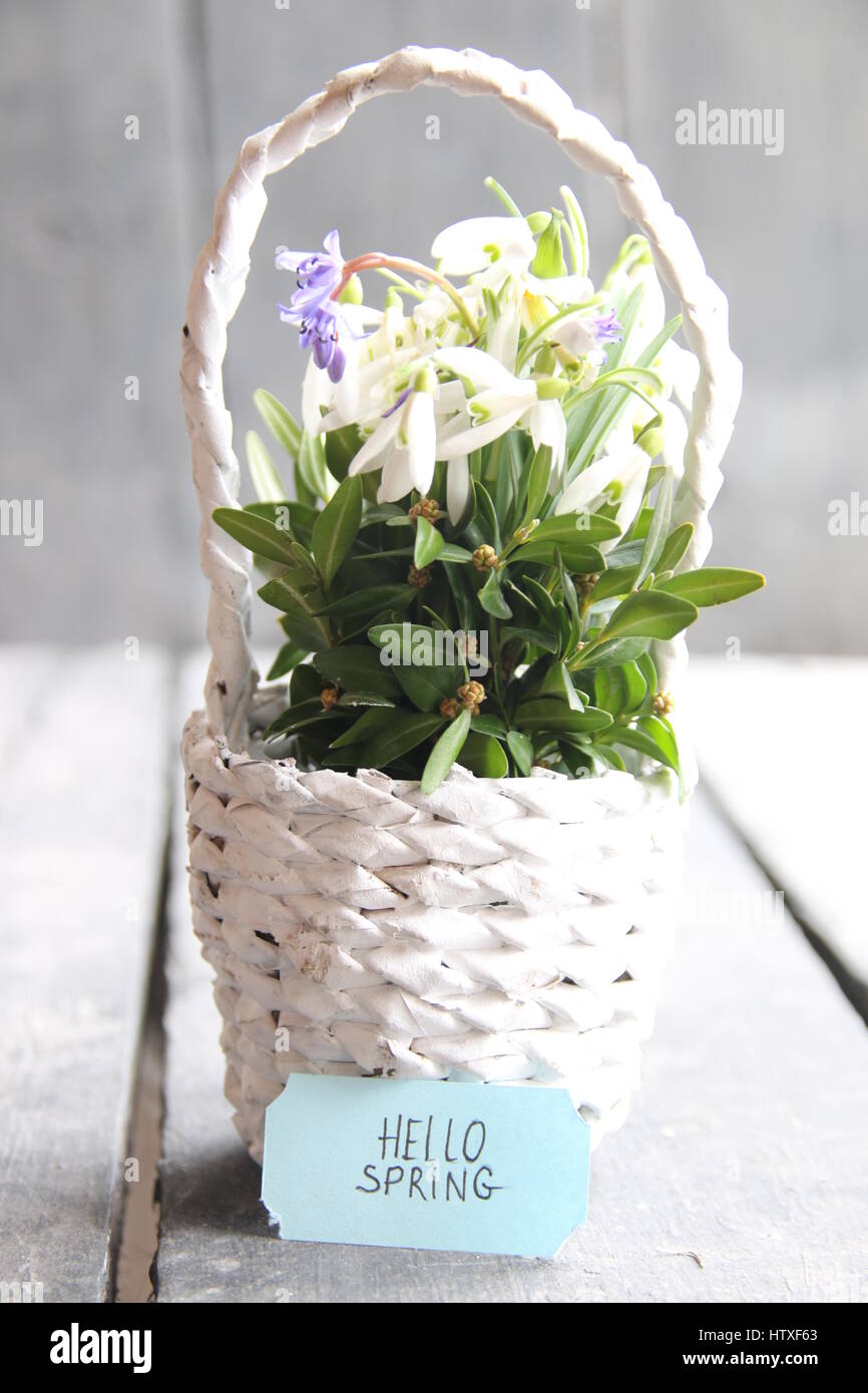 Hallo Frühling, handgeschriebene Tag und Strauß Schneeglöckchen in einem Weidenkorb. Vintage Retro oder rustikalen Stil. Stockfoto