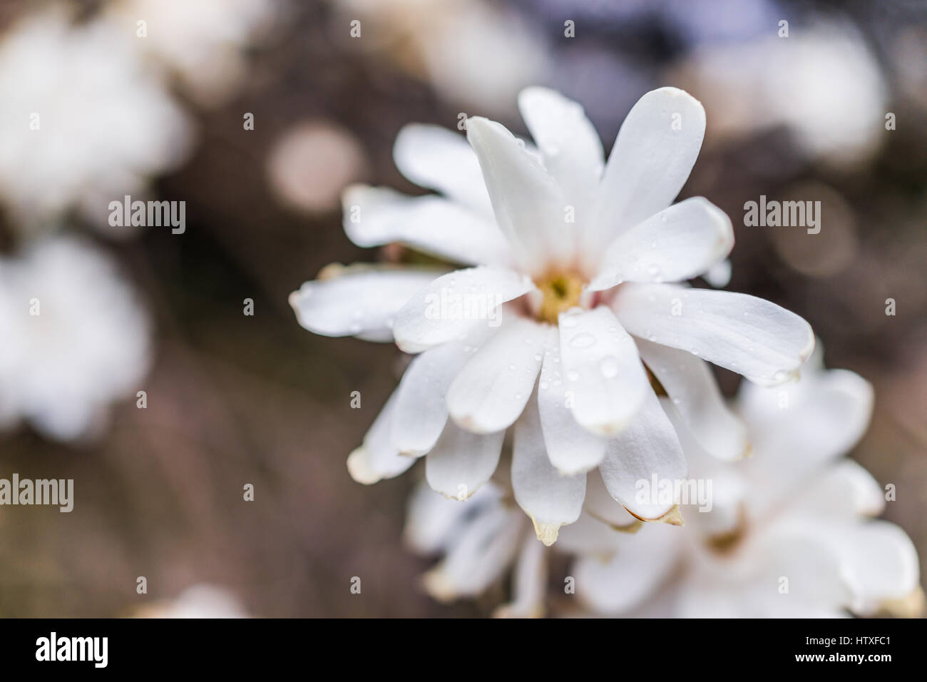 Eine weiße Magnolie Blume mit geschrumpft braune getrocknete Blätter im zeitigen Frühjahr Stockfoto