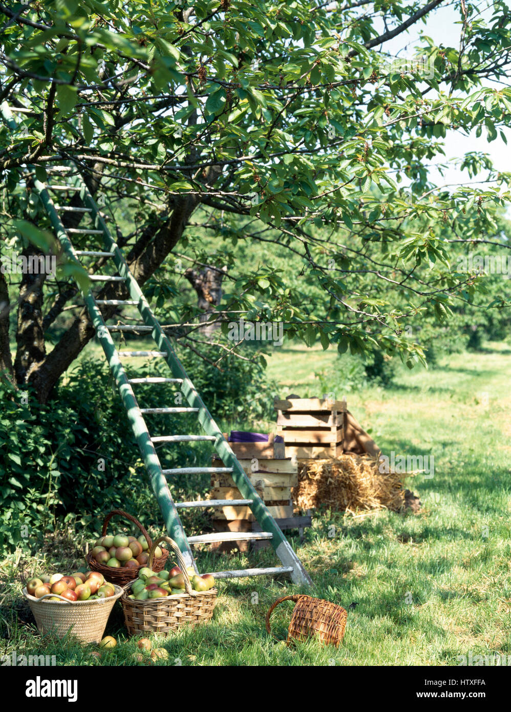 Körbe mit Äpfeln unten und Apfelbaum mit einer Holzleiter dagegen in einem Landschaftsgarten im Spätsommer Stockfoto