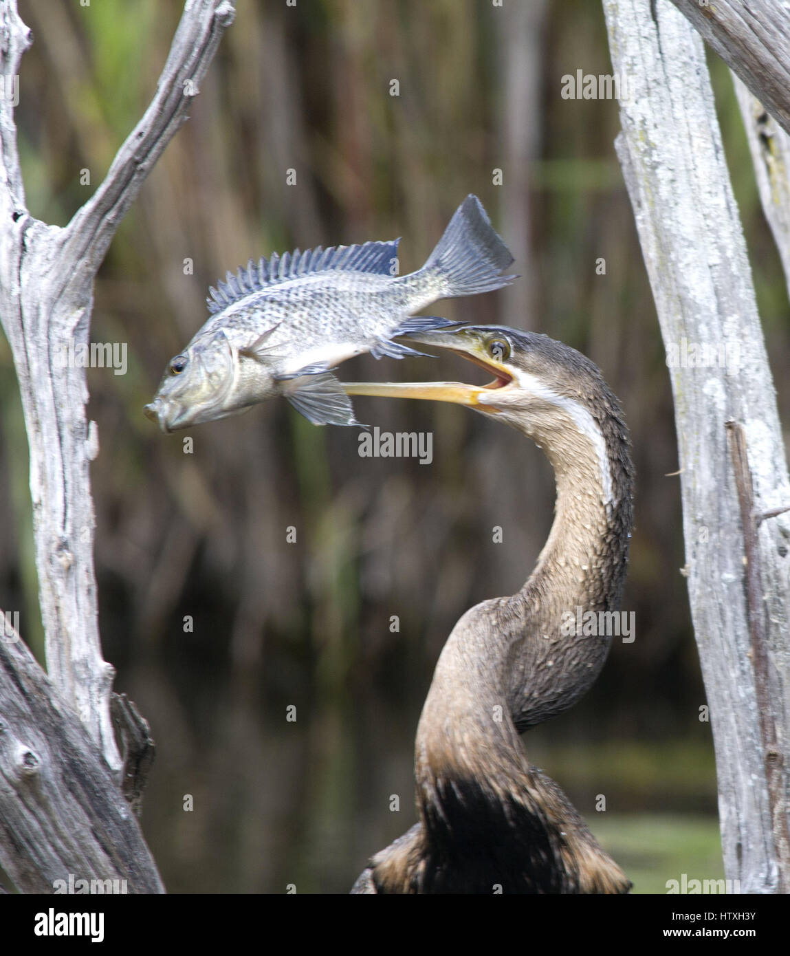 Ein Fisch ist auf den Schnabel eines Afrikanischen Darter gefangen Stockfoto