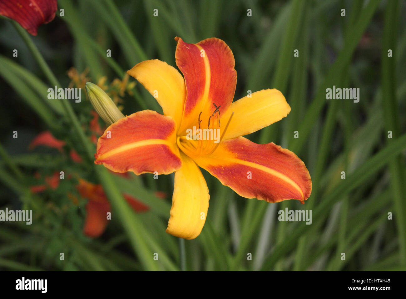 Schöne orange und gelb Tag Lily Blossom Stockfoto