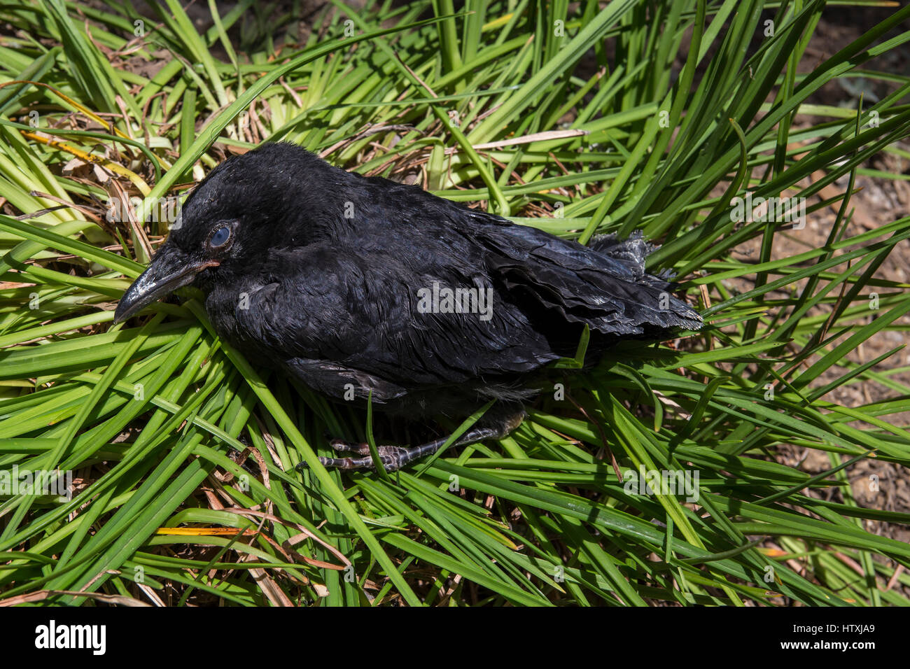 Amerikanische Krähe, junge Krähe, juvenile Krähe, verletzten Vogel verletzt, gefallenen Vogel-Nest, Novato, Marin County, Kalifornien Stockfoto