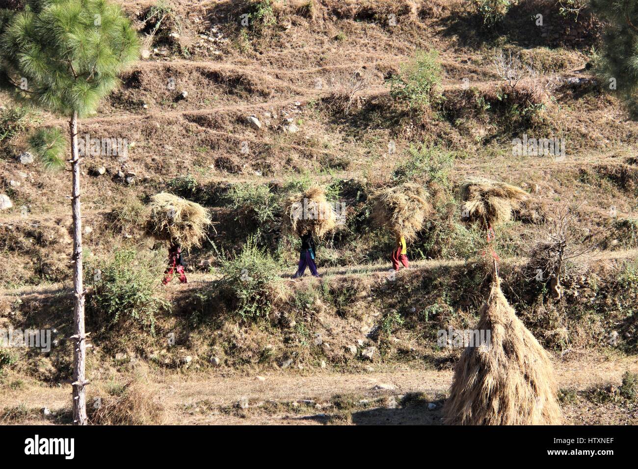 Frauen, die Haystock am Kopf in das hügelige Gelände Stockfoto