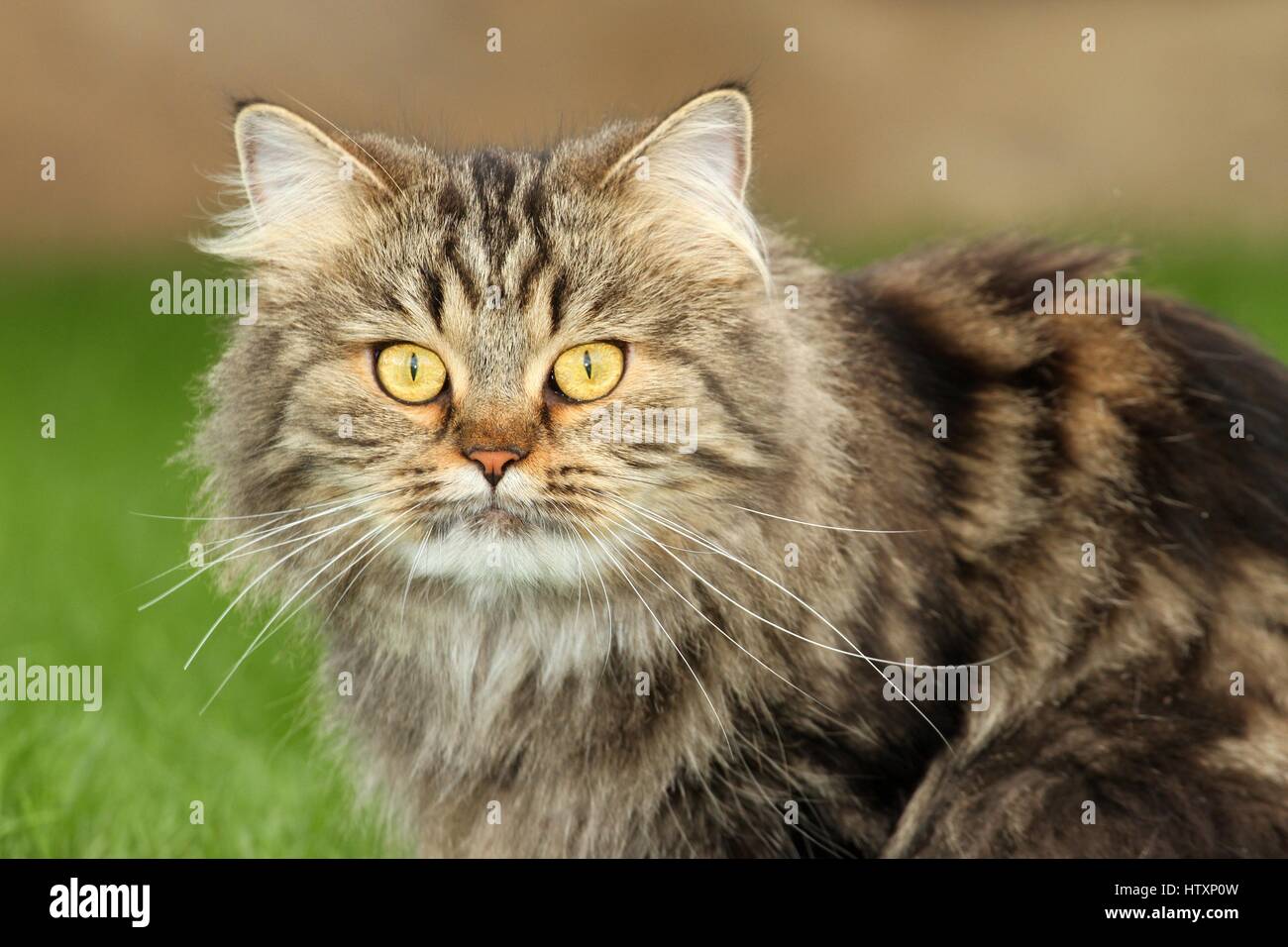 Deutsche Langhaarkatze Kaufen