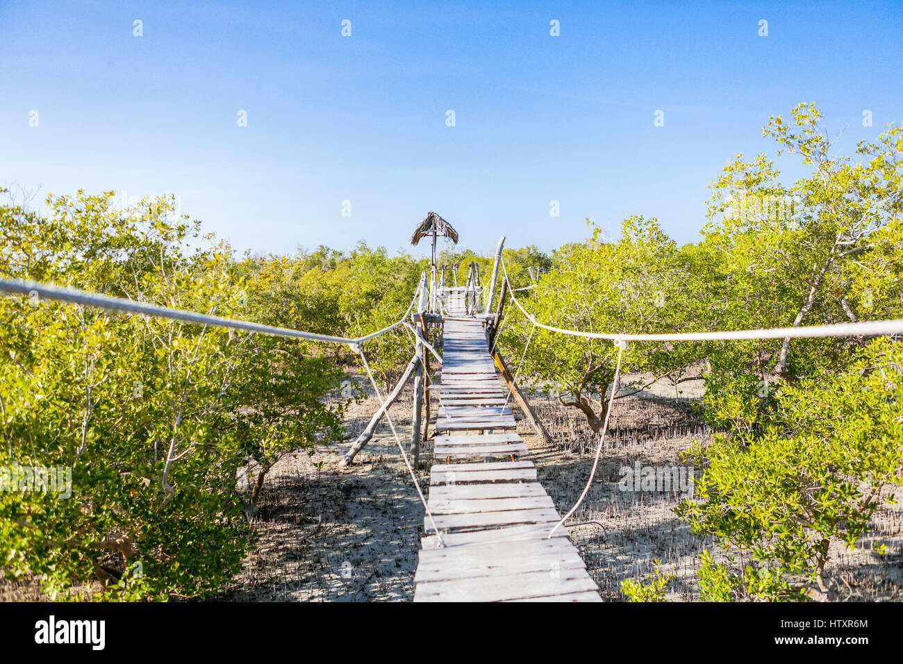 Promenade in Mangroven. Mida Creek. Watamu Kenia. Stockfoto