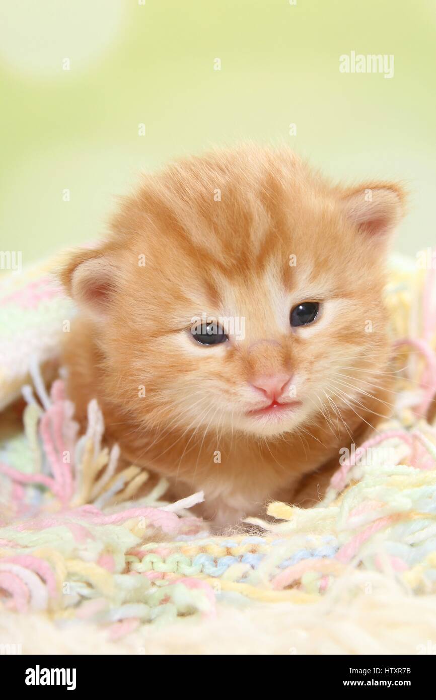 Norwegische Waldkatze Katze Kätzchen Stockfoto