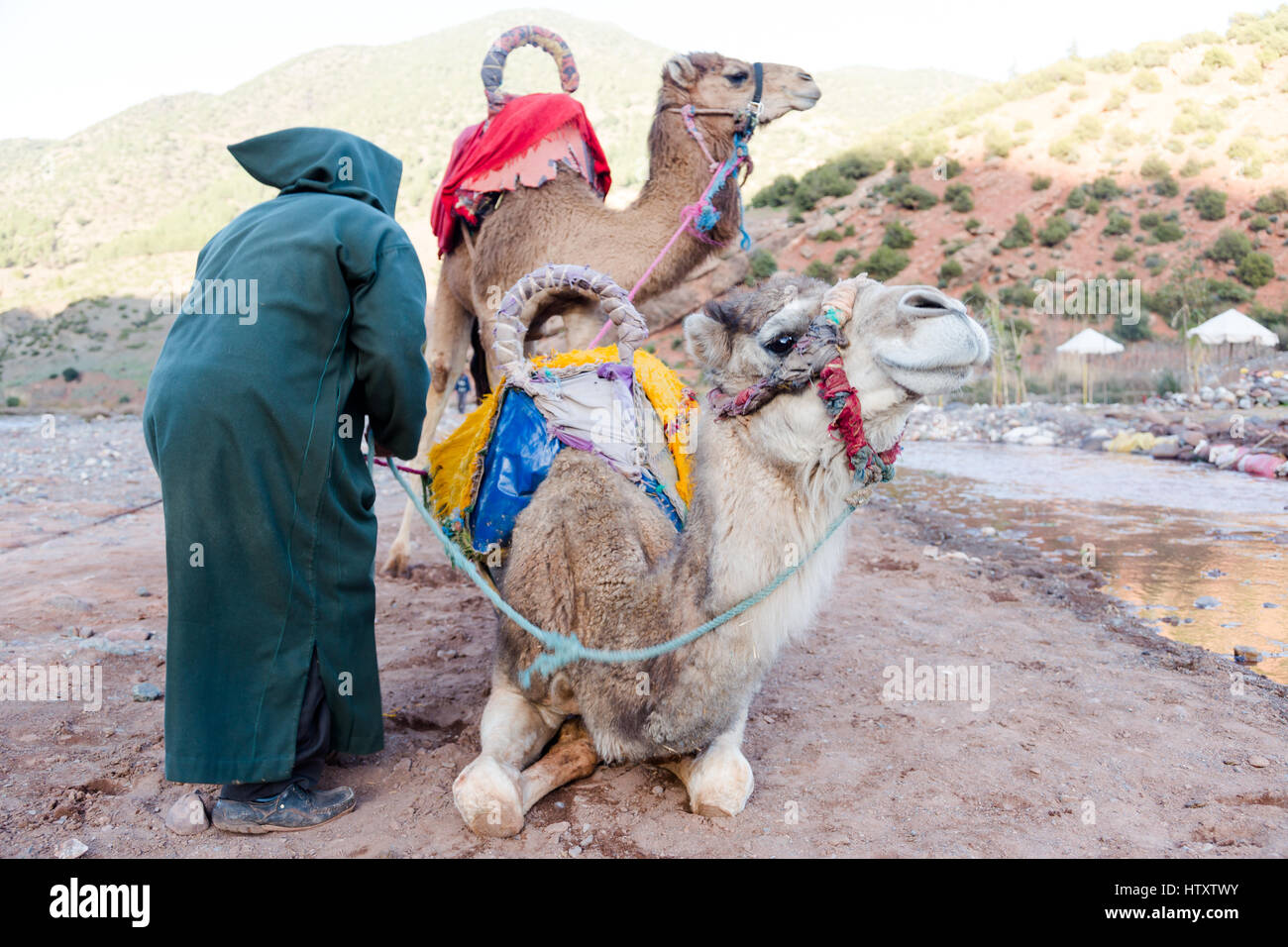 Zwei Kamele mit Berber Mann Besitzer vorbereiten auf lange Reise. Vertikale Nahaufnahme Kamel Kopf Porträt Stockfoto