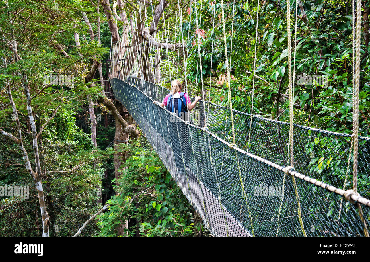 Rainforest Canopy Walkway Borneo Malaysia Stockfoto