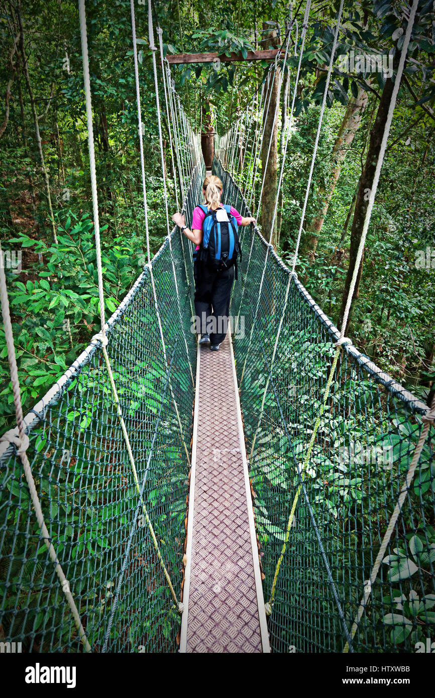 Rainforest Canopy Walkway Borneo Malaysia Stockfoto