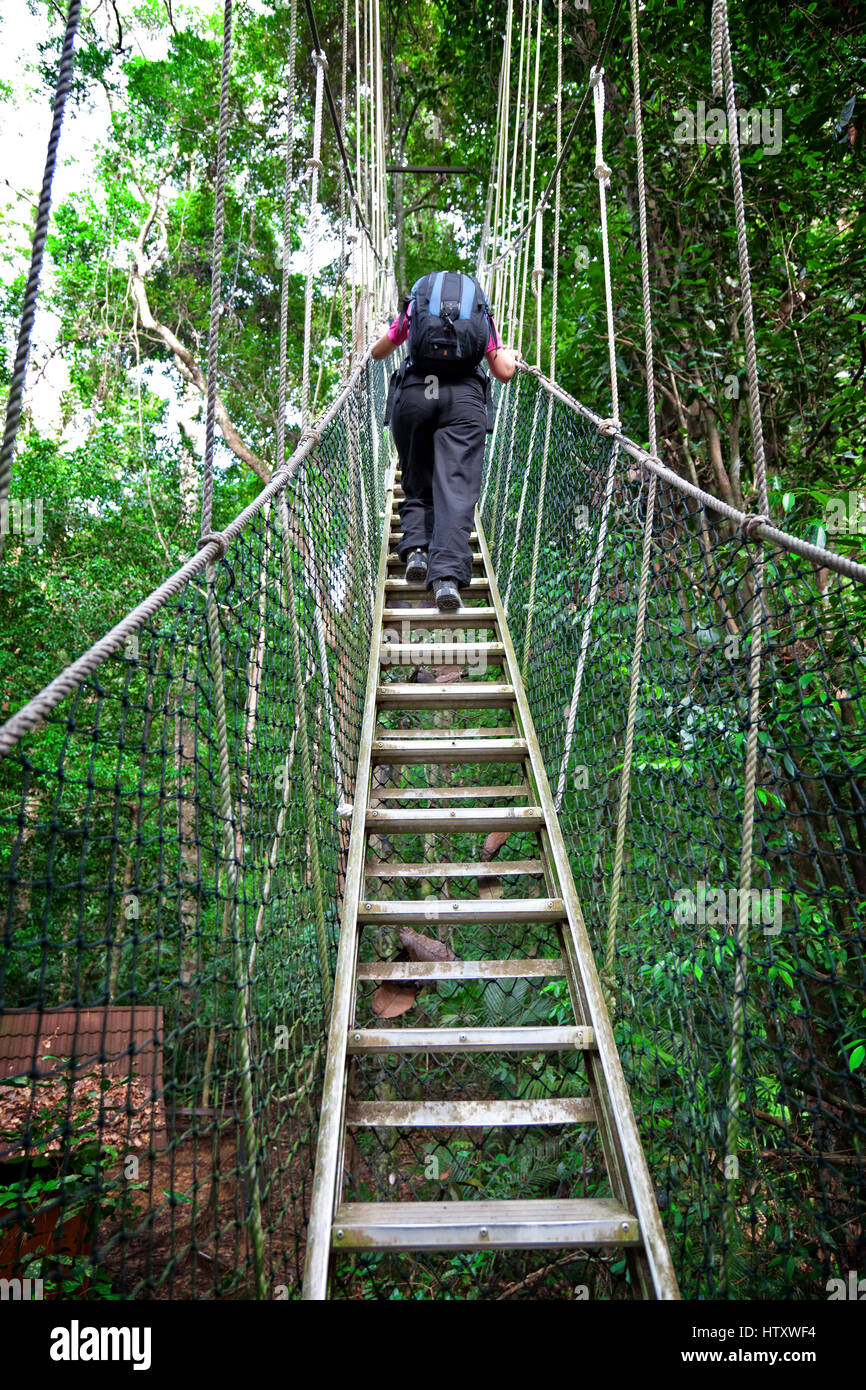 Rainforest Canopy Walkway Borneo Malaysia Stockfoto