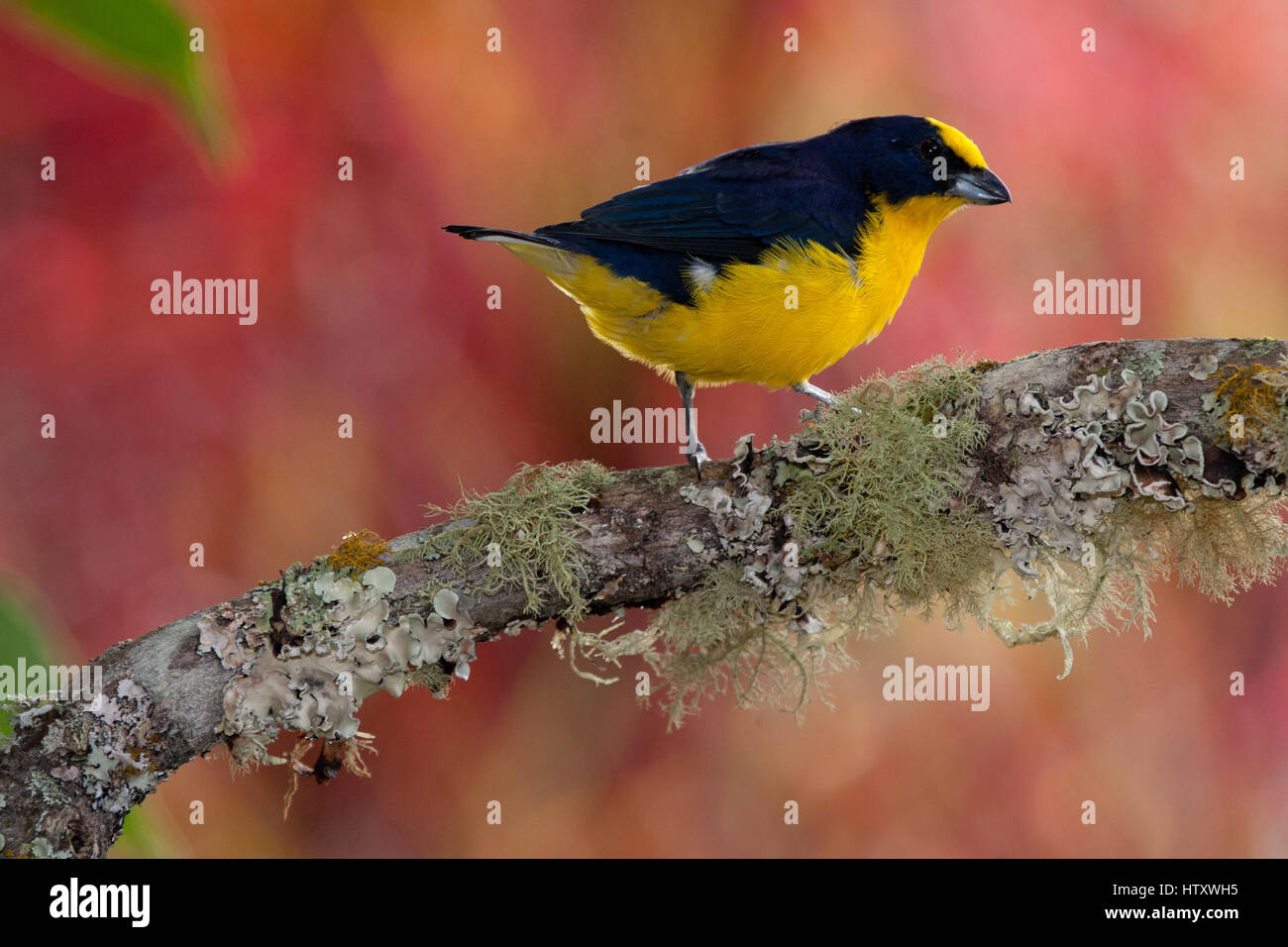 Dick-billed Euphonia wird meistens unter 1200 m in sekundären Wald, Wald Grenzen und struppigen Lichtungen und Gärten gefunden. Tolima, Kolumbien Stockfoto
