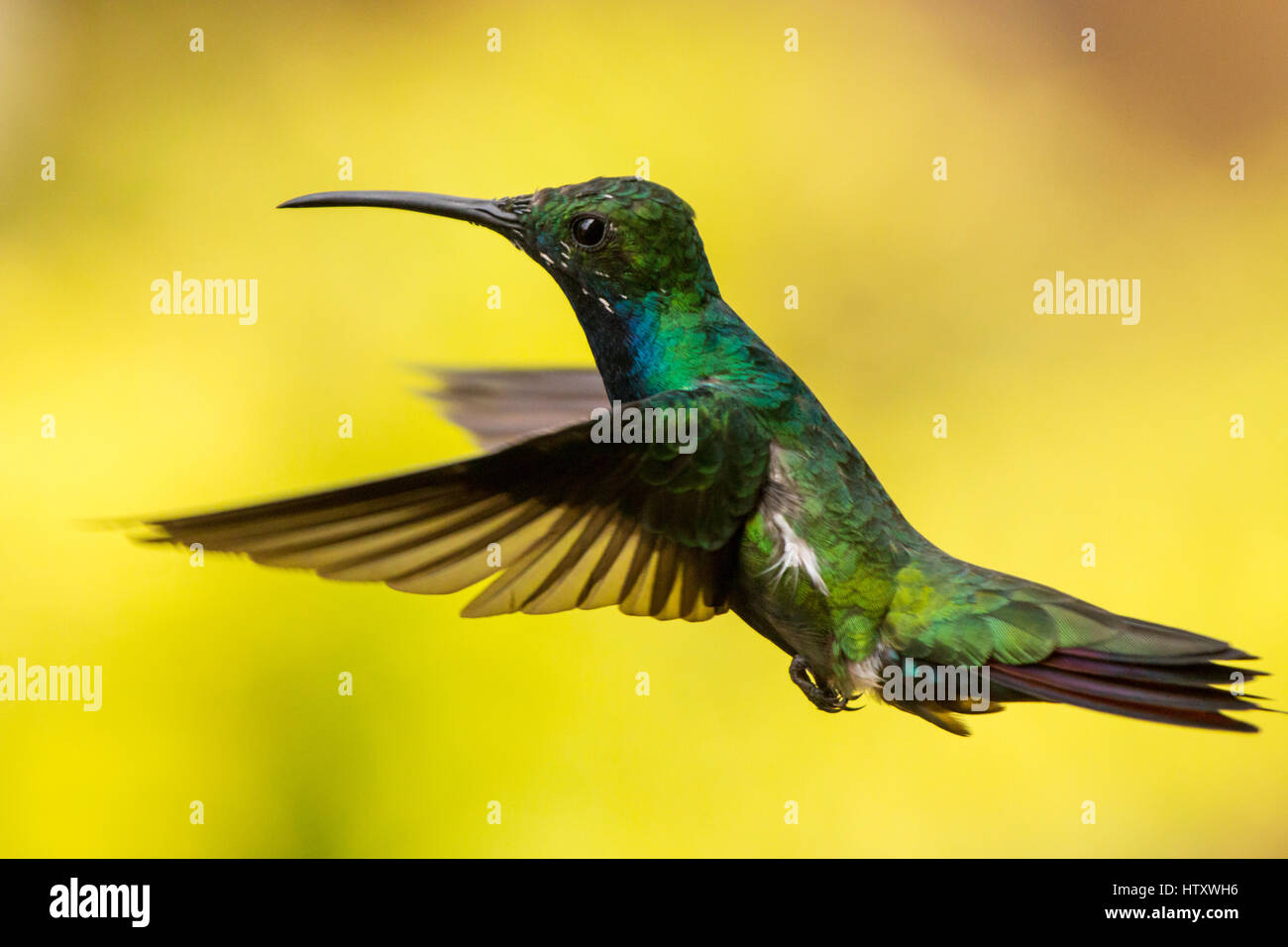 Anthracothorax Nigricollis (Black-throated Mango) in San Francisco de Sales, Cundinamarca, Kolumbien Stockfoto