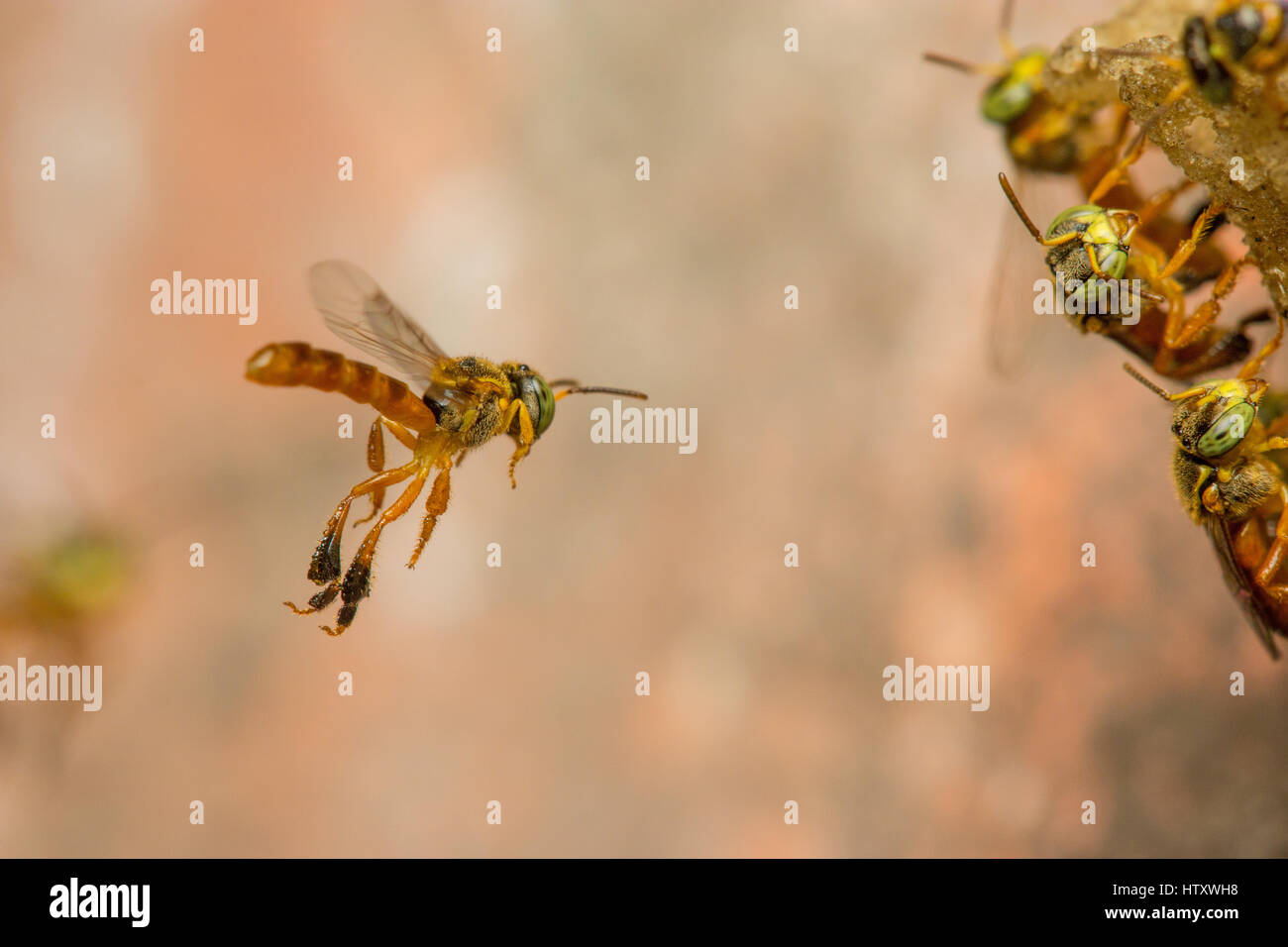 Tetragonisca Angustula, eine kleine eusozialen stachellosen Bienen gefunden in Mittel- und Südamerika, steuert auf seine Beute. Coello, Tolima, Kolumbien. Stockfoto