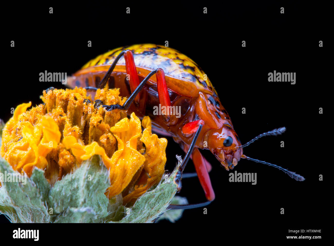 Käfer der Coccinellidae über eine Blume in Ibagué, Tolima, Kolumbien. Stockfoto