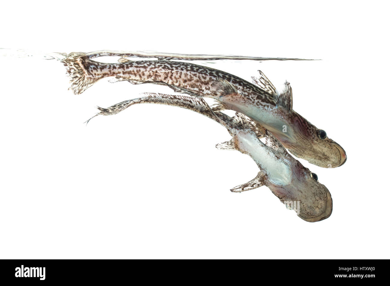 Treibholz-Welse sind Welse der Familie Auchenipteridae. Magdalena River, Prado, Tolima, Kolumbien Stockfoto