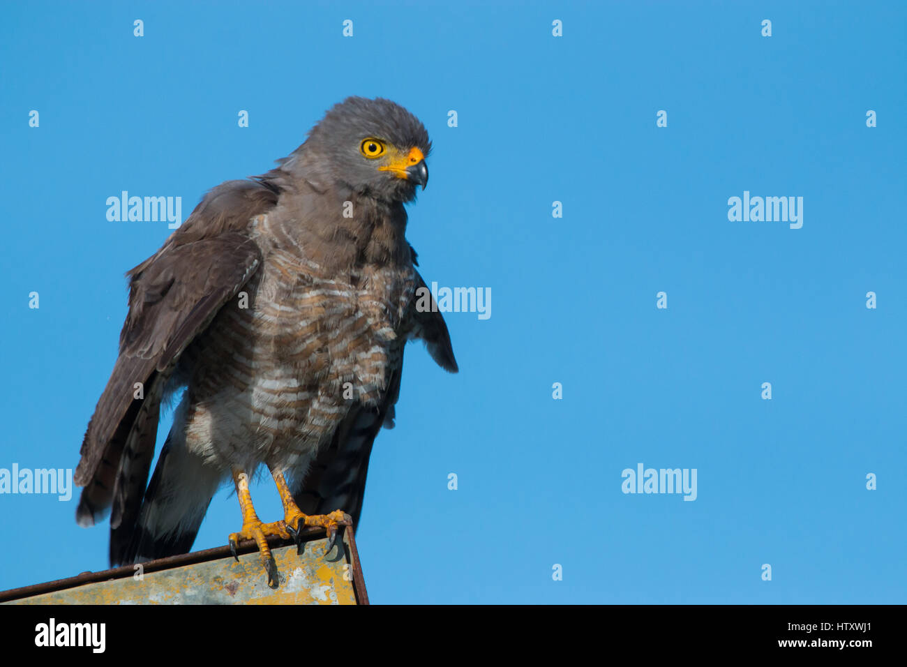 Die am Straßenrand Hawk (Rupornis Magnirostris) im suburbanen Raum in Ibagué, Tolima, Kolumbien Stockfoto