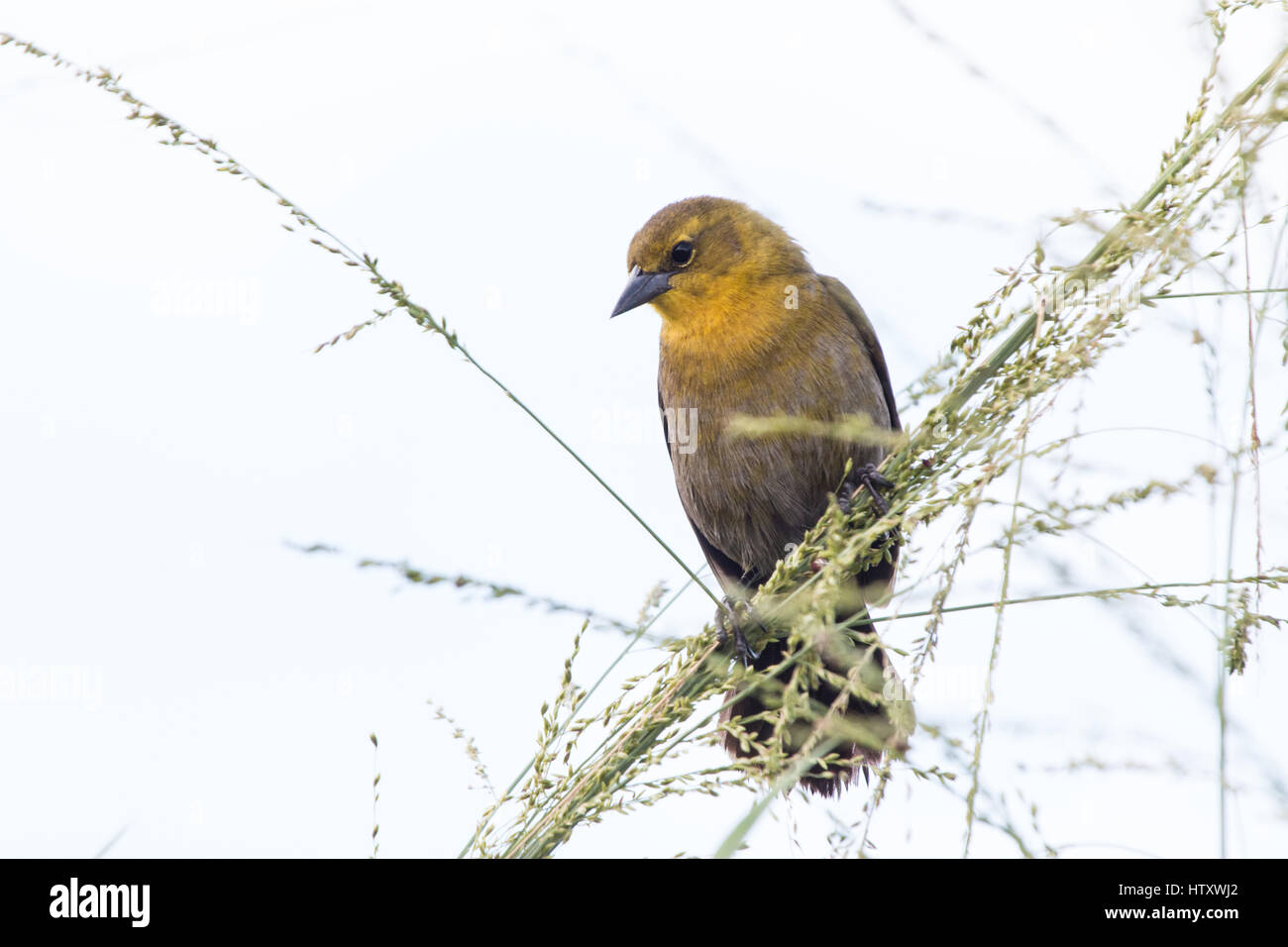 Gelb mit Kapuze Amsel (Chrysomus Icterocephalus) singen in Bushs in der Nähe von Wasser im Magdalena River Valley, Tolima, Kolumbien Stockfoto