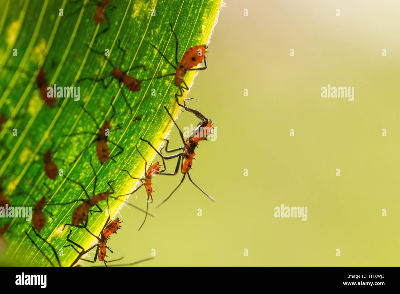 Cluster von frisch geschlüpften Assassin Bug Nymphen. Tolima, Kolumbien. Stockfoto