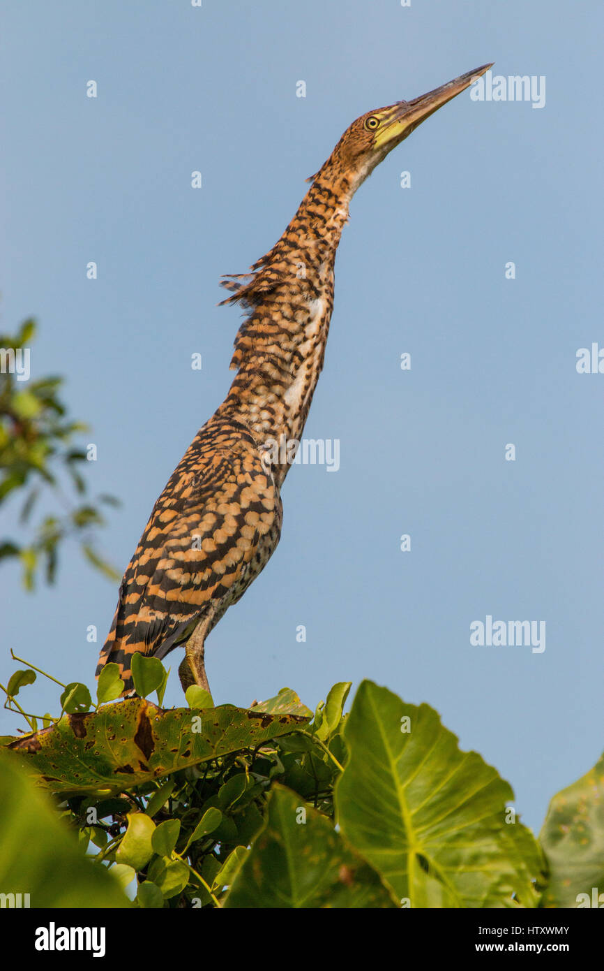 Rufescent Tiger-Reiher am Ufer des Flusses León, Tumaradó, Antioquia, Kolumbien. Stockfoto