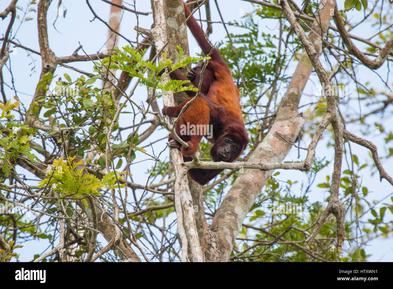 Venezolanische rote Brüllaffen (Alouatta Seniculus) in den Baumkronen im Wald von León Fluss Apartadó, Kolumbien Stockfoto