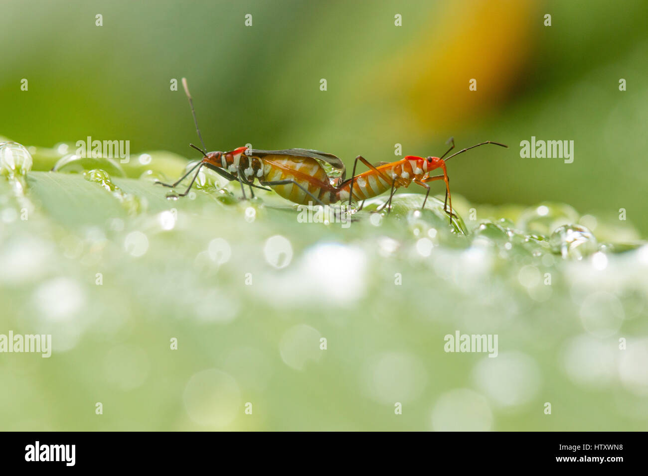 Kopula Assassin Bugs in der Morgendämmerung, Tolima, Kolumbien Stockfoto