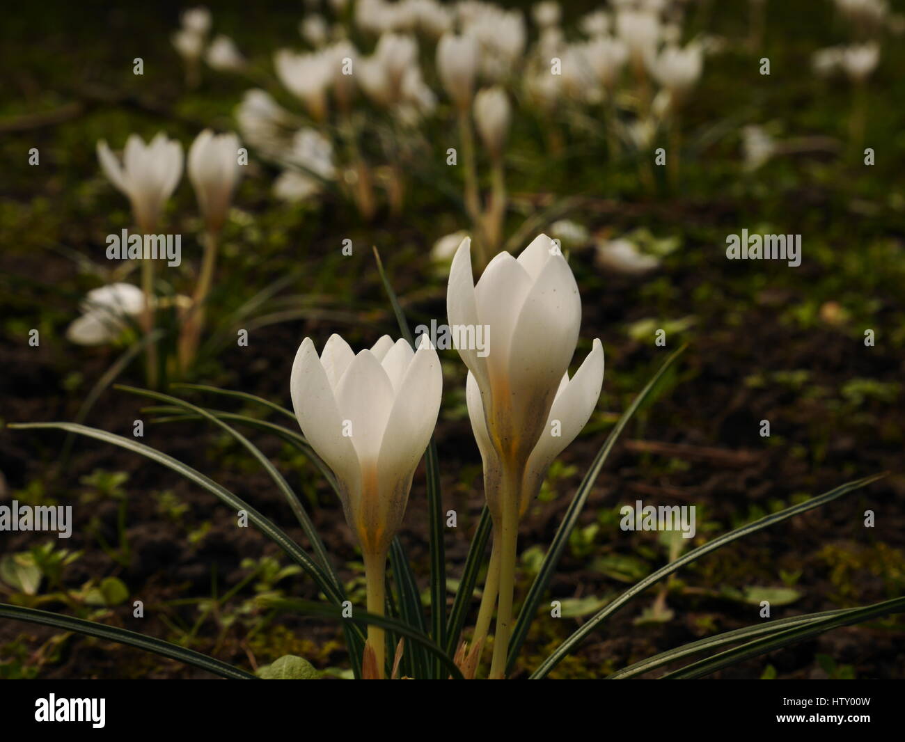 Weiße Krokusse Stockfoto