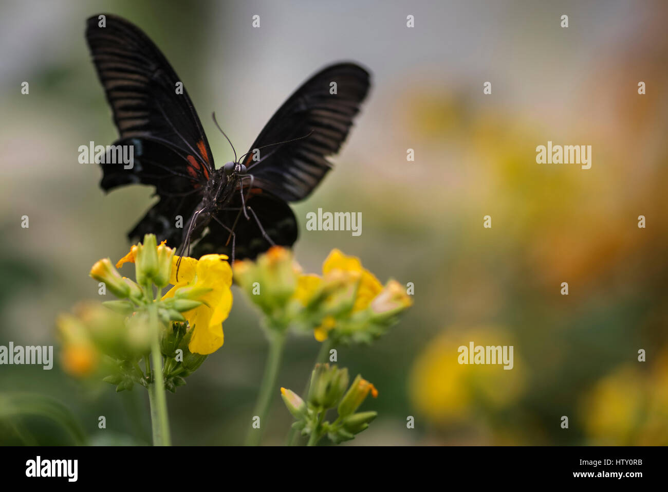 Schöne scharlachrote Schwalbenschwanz Schmetterling auf leuchtend gelbe Blüte mit anderen Schmetterling fliegen im Hintergrund Stockfoto