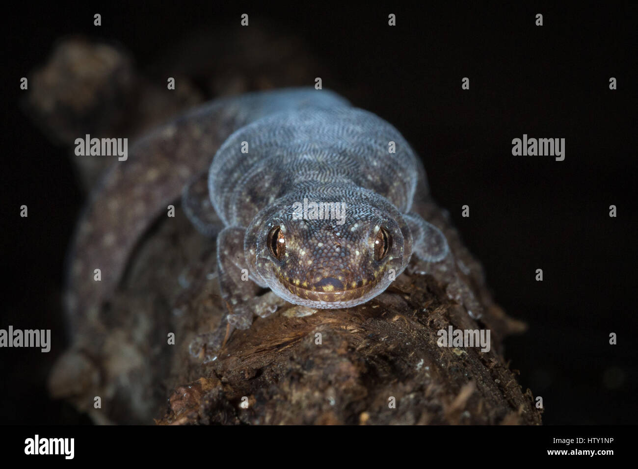 Marmorierte Gecko (Christinus Marmoratus) Stockfoto