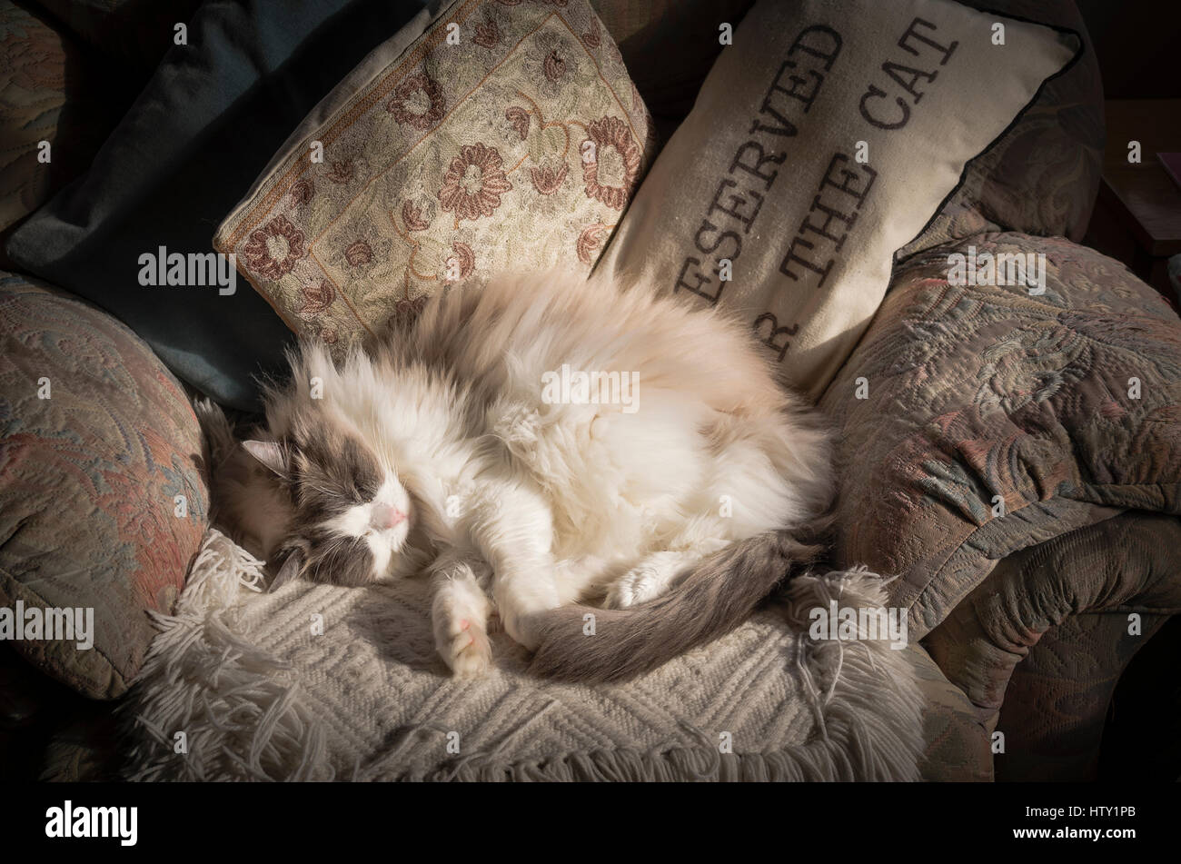Eine Reife Ragdoll Katze schläft in einem bequemste weichen Sessel in UK Stockfoto