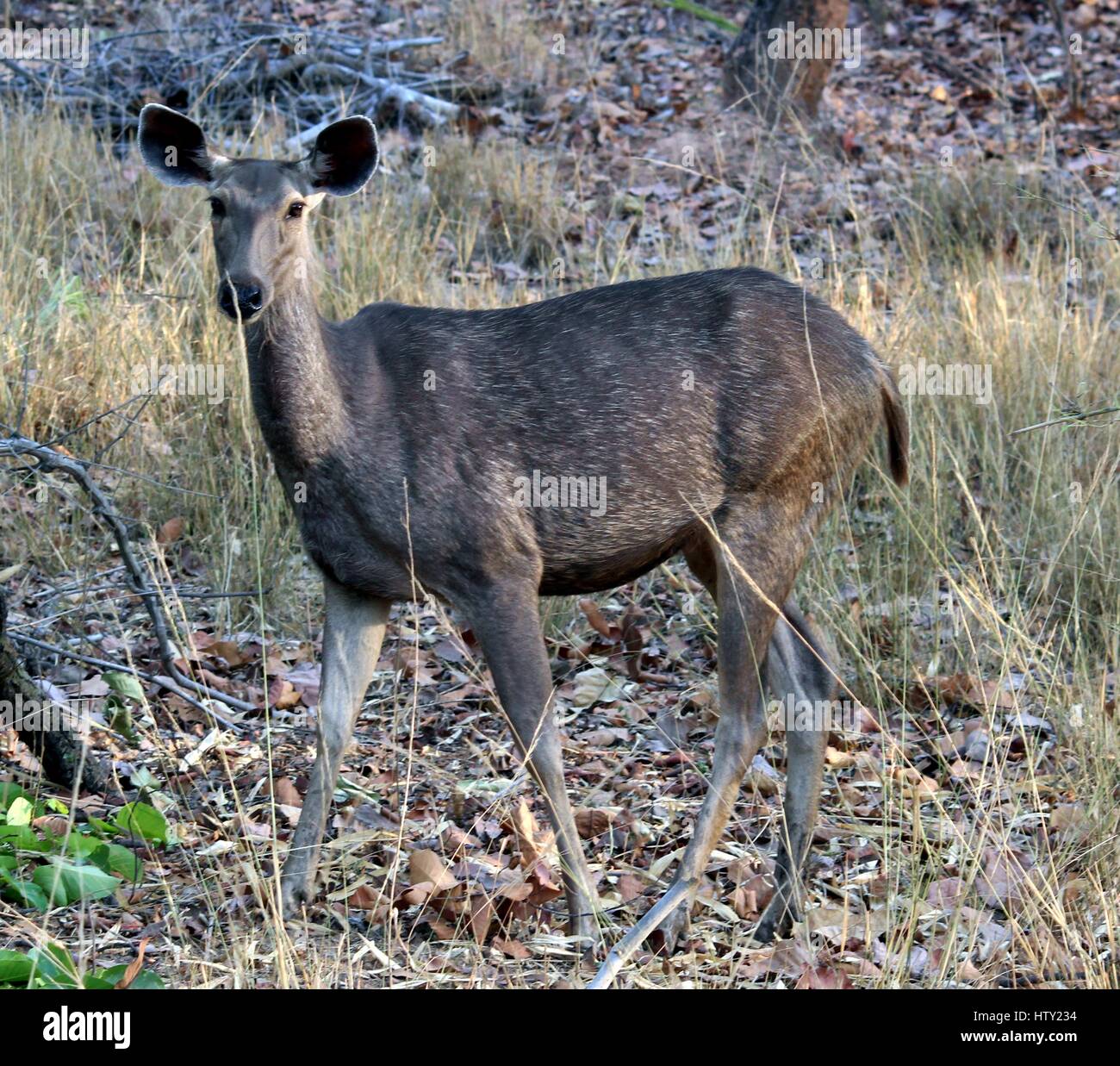 Sambar Deer Stockfoto