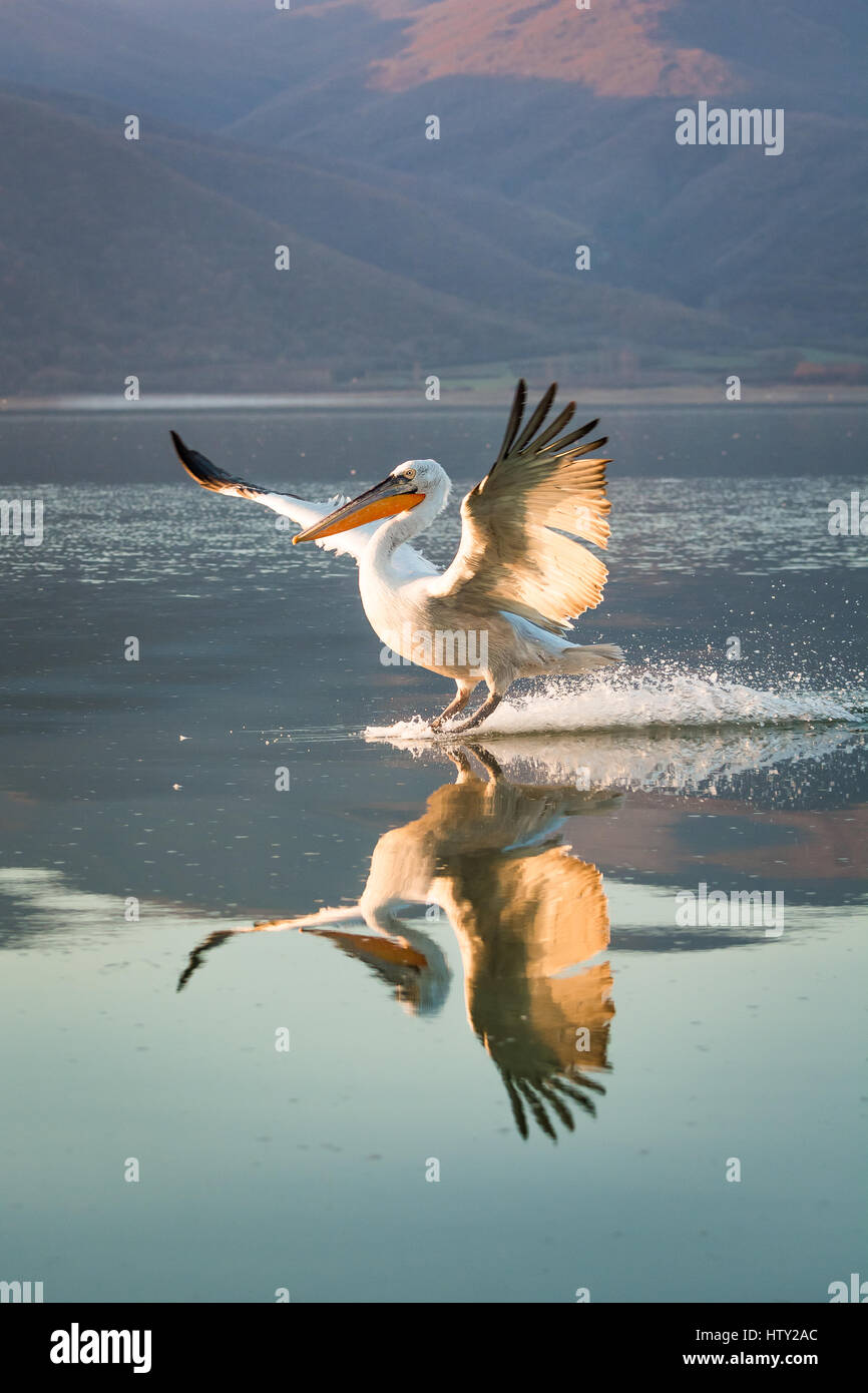 Dalmatinische Pelikane am Kerkini-See im Norden Griechenlands mit Spiegelungen im Wasser und die Berge im Hintergrund. Stockfoto