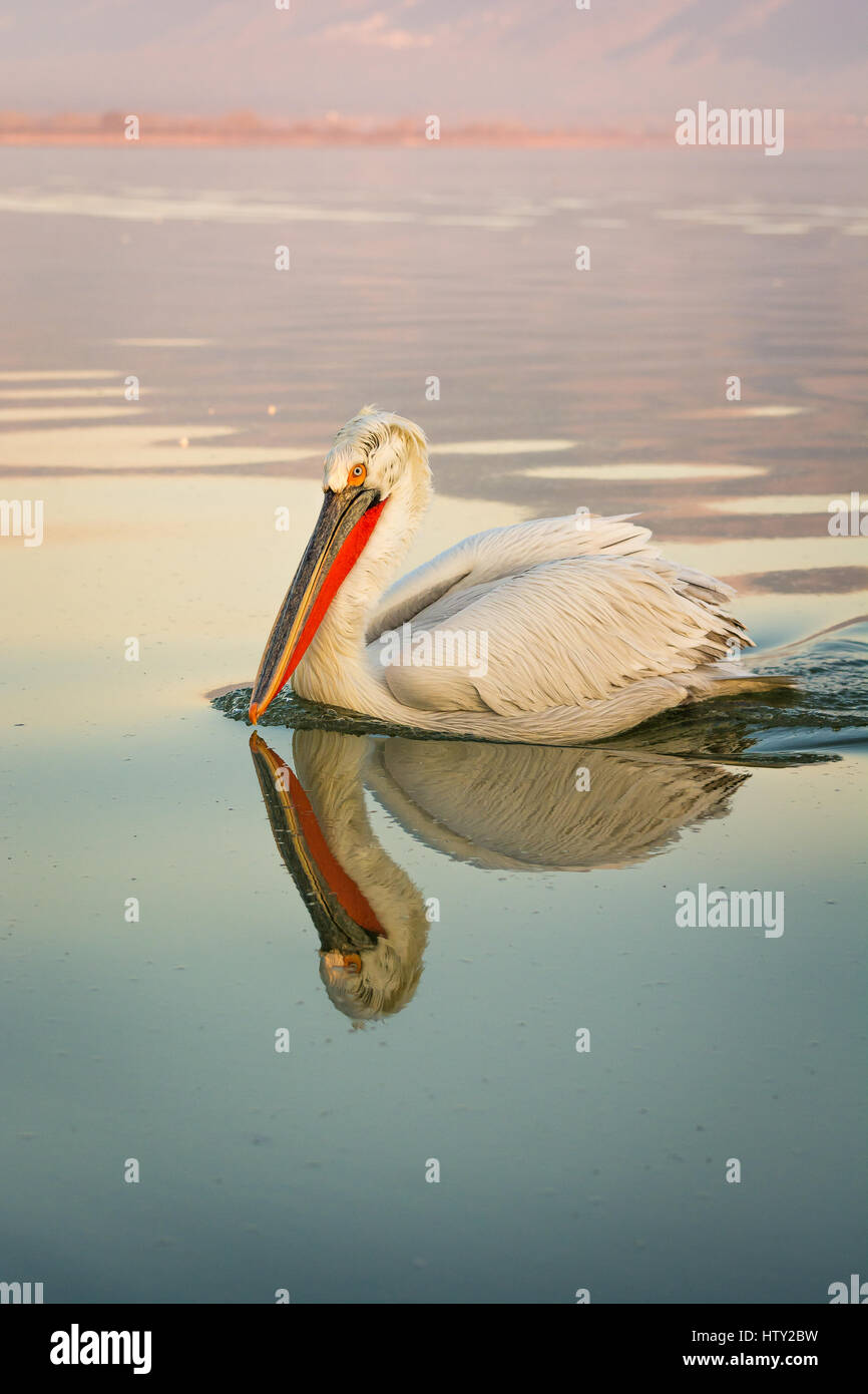 Dalmatinische Pelikane am Kerkini-See im Norden Griechenlands mit Spiegelungen im Wasser und die Berge im Hintergrund. Stockfoto