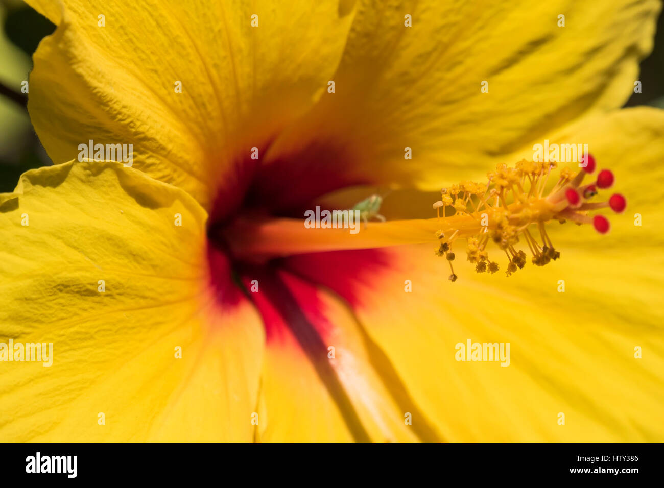 Hibiskus ist eine Gattung von Blütenpflanzen in der Malve Familie Malvaceae. Stockfoto