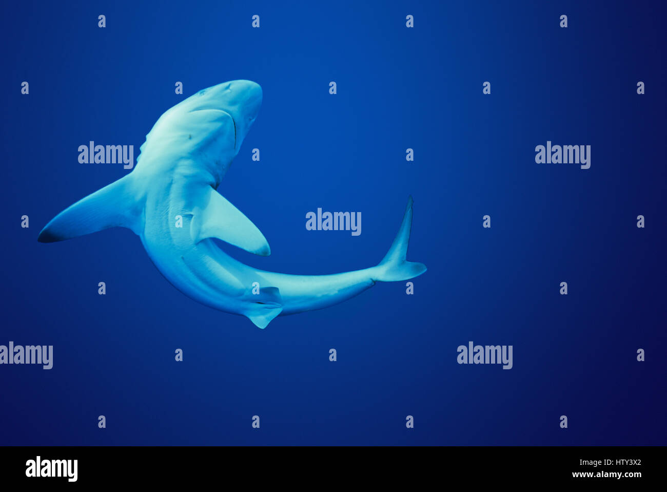 Juvenile Oceanic Schwarzspitzen Hai (Carcharhinus Limbatus), Cocos Island, 320 Meilen vor Costa Rica - Pazifik. Bild digital manipuliert. Stockfoto